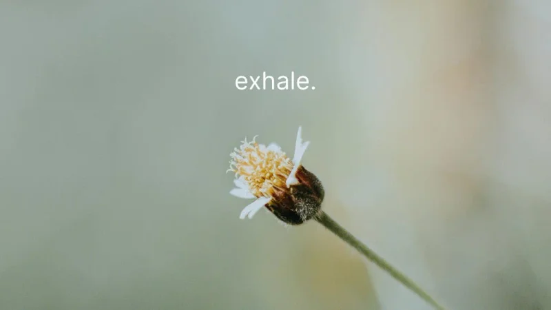 A single small daisy against a soft green background, with the word “exhale.”